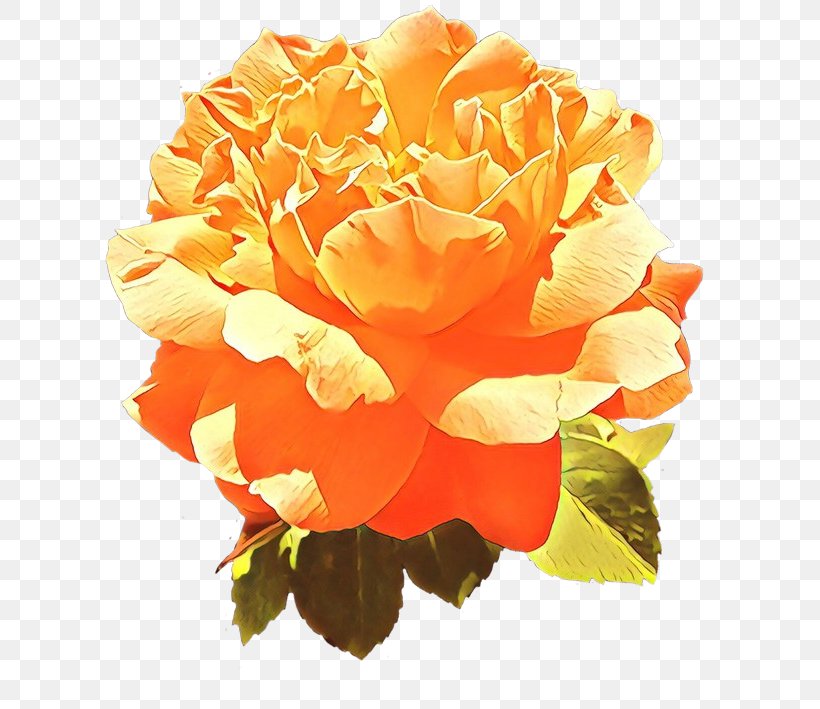 Garden Roses, PNG, 639x709px, Cartoon, Floribunda, Flower, Garden Roses, Orange Download Free