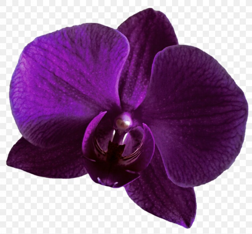 Orchids Violet Purple Clip Art, PNG, 918x853px, Orchids, Color, Drawing, Flower, Flowering Plant Download Free