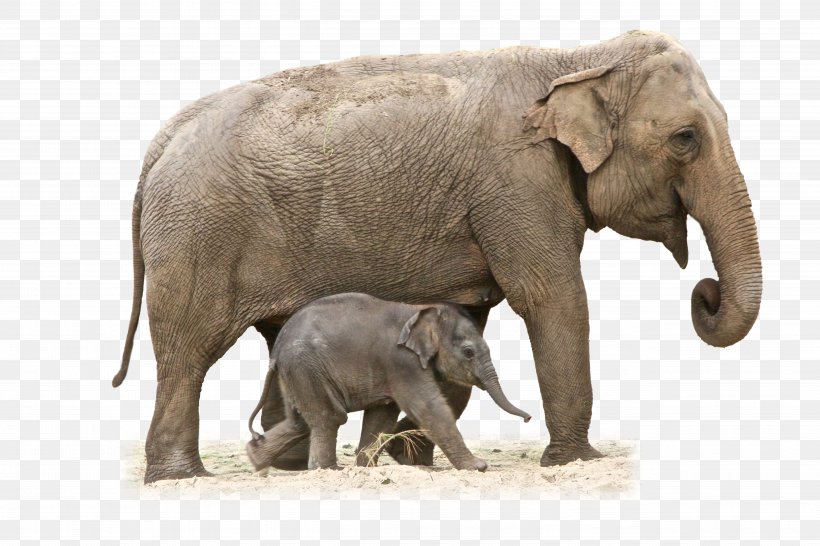 African Bush Elephant Clip Art Image, PNG, 5184x3456px, African Bush Elephant, African Elephant, African Forest Elephant, Asian Elephant, Elephant Download Free