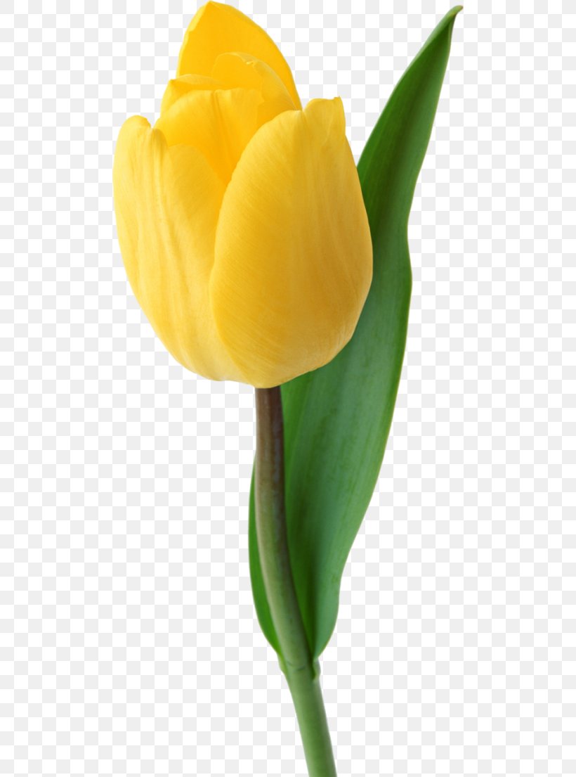 Flowers Background, PNG, 500x1105px, Tulip, Arum Family, Bud, Bulb, Closeup Download Free