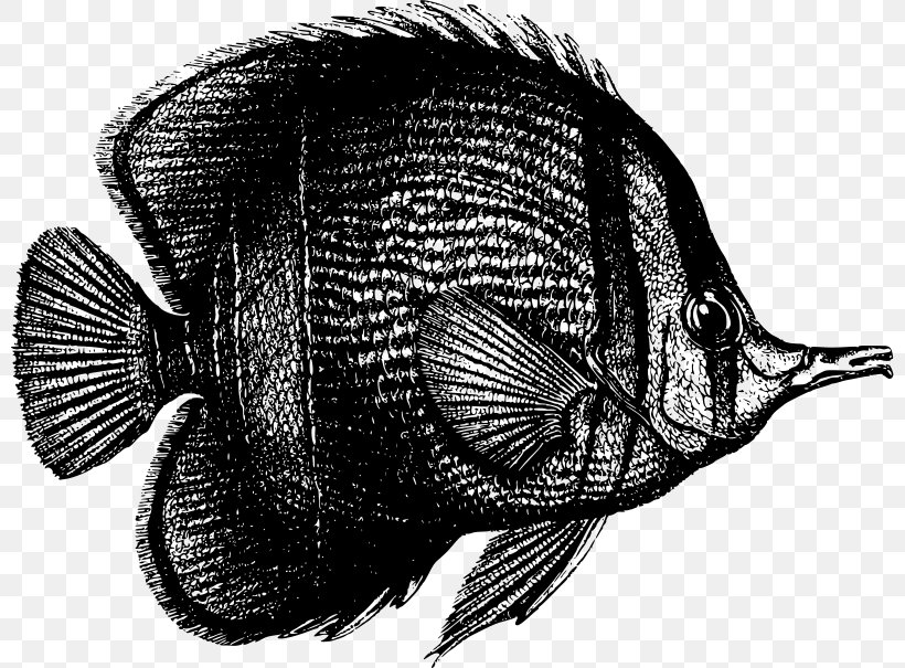 Tropical Fish Animal Clip Art, PNG, 800x605px, Fish, Animal, Black And White, Deep Sea, Deep Sea Fish Download Free