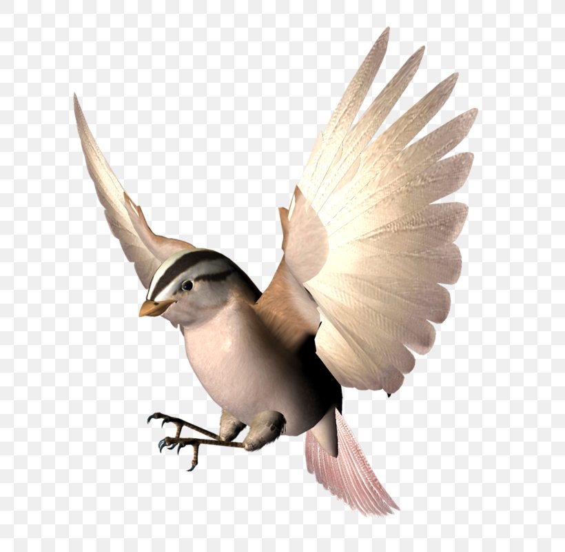 Bird Wing Beak Animation, PNG, 664x800px, 3d Computer Graphics, Bird, Animation, Beak, Bird Flight Download Free