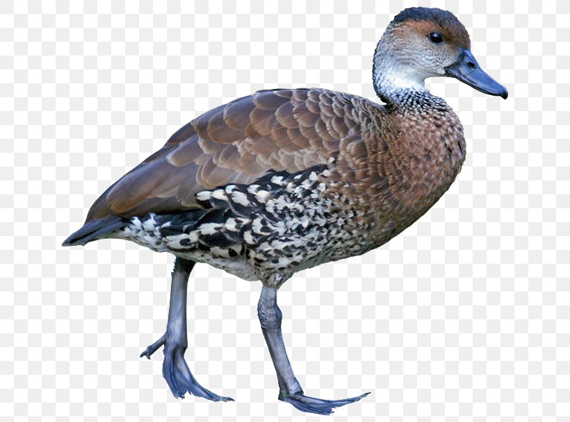 Goose West Indian Whistling Duck Whistling Ducks Fulvous Whistling Duck, PNG, 777x608px, Goose, Beak, Bird, Description, Duck Download Free
