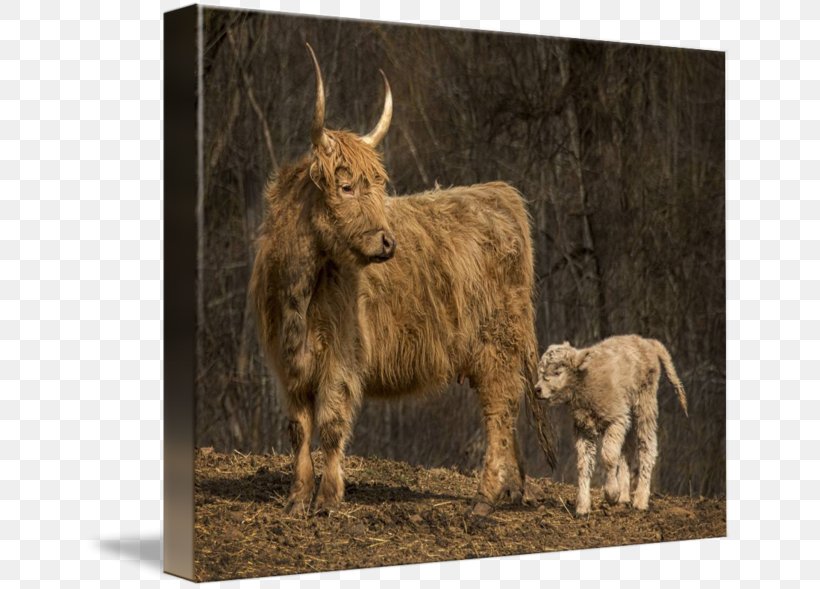 Highland Cattle Domestic Yak Ox Imagekind Horn, PNG, 650x589px, Highland Cattle, Art, Cattle, Cattle Like Mammal, Cow Goat Family Download Free