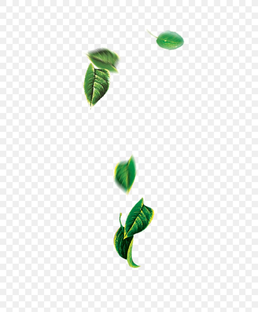 Leaf Green, PNG, 600x994px, Leaf, Green, Organism, Plant, Tree Download Free