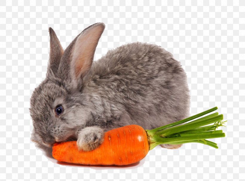Netherland Dwarf Rabbit Carrot Eating Food, PNG, 1000x740px, Netherland Dwarf Rabbit, Carotene, Carotenoid, Carrot, Carrot Juice Download Free