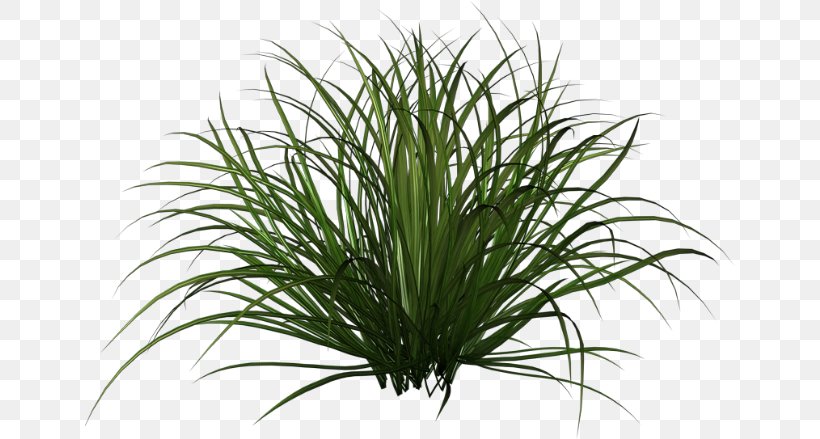 Ornamental Grass Purple Fountain Grass Ornamental Plant Clip Art, PNG, 650x439px, Ornamental Grass, Botany, Chinese Fountain Grass, Chives, Flower Download Free