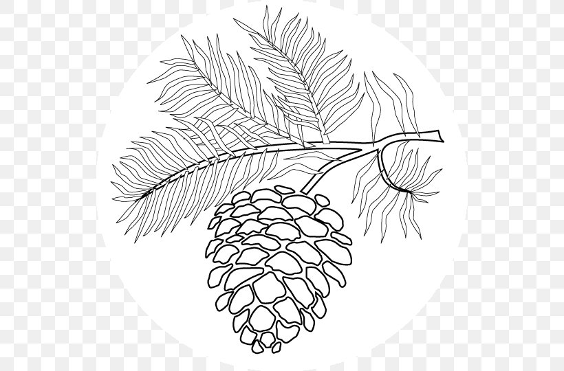Clip Art Conifer Cone Eastern White Pine Drawing Image, PNG, 540x540px, Conifer Cone, Artwork, Black And White, Black Spruce, Branch Download Free
