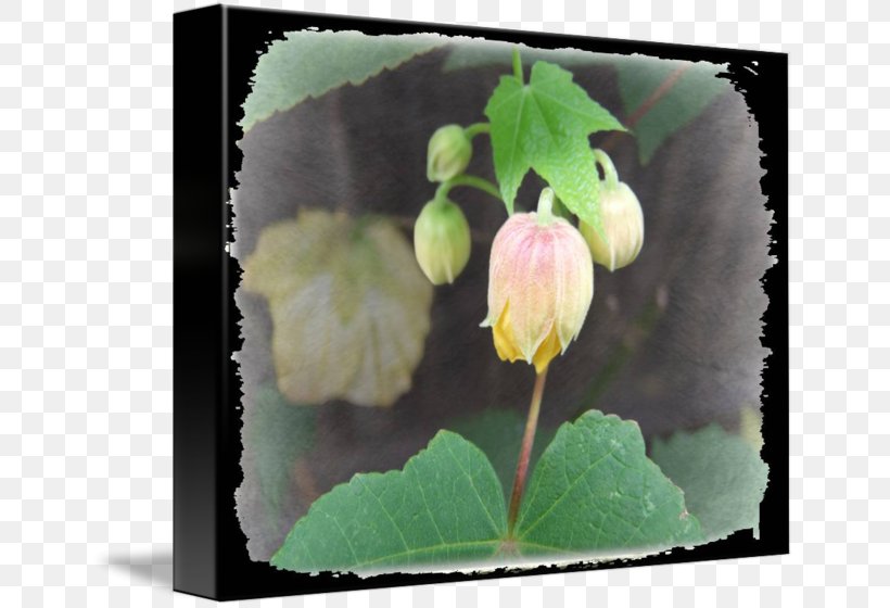 Flowering Plant Wildflower, PNG, 650x560px, Flowering Plant, Bud, Flower, Petal, Plant Download Free