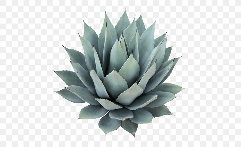 Agave Azul Agave Nectar Cactaceae Tequila Agave Salmiana, PNG, 547x500px, Agave Azul, Agave, Agave Nectar, Agave Salmiana, Aloe Download Free