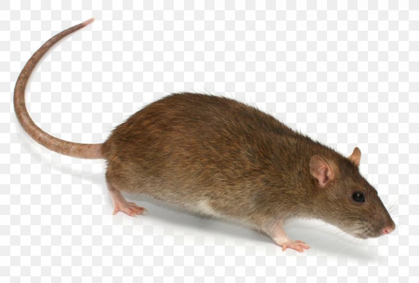 Brown Rat Rodent Mouse Rat Trap, PNG, 1000x675px, Brown Rat, Dormouse, Fauna, Gerbil, Image Resolution Download Free