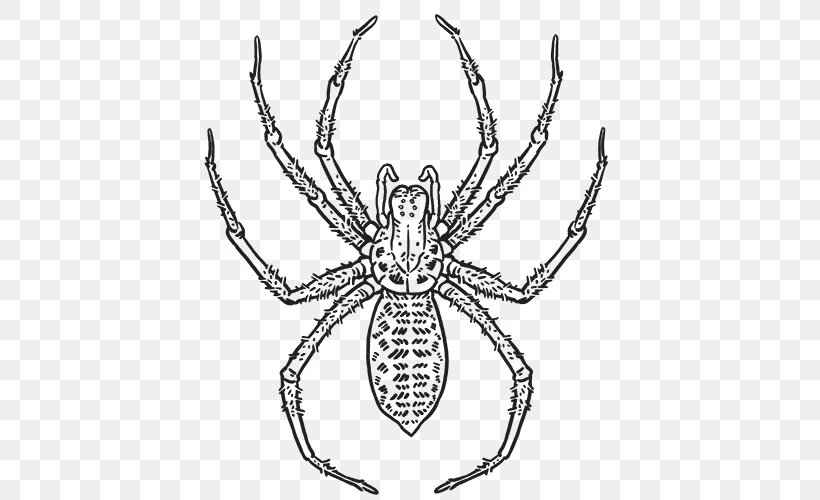 Hobo Spider Spider Web Southern Black Widow Tegenaria Domestica, PNG, 500x500px, Spider, Angulate Orbweavers, Arachnid, Araneus, Arthropod Download Free