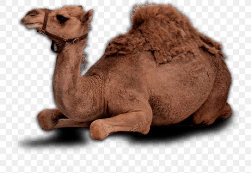 Dromedary Bactrian Camel Milk Image, PNG, 850x584px, Dromedary, Arabian Camel, Bactrian Camel, Camel, Camel Like Mammal Download Free