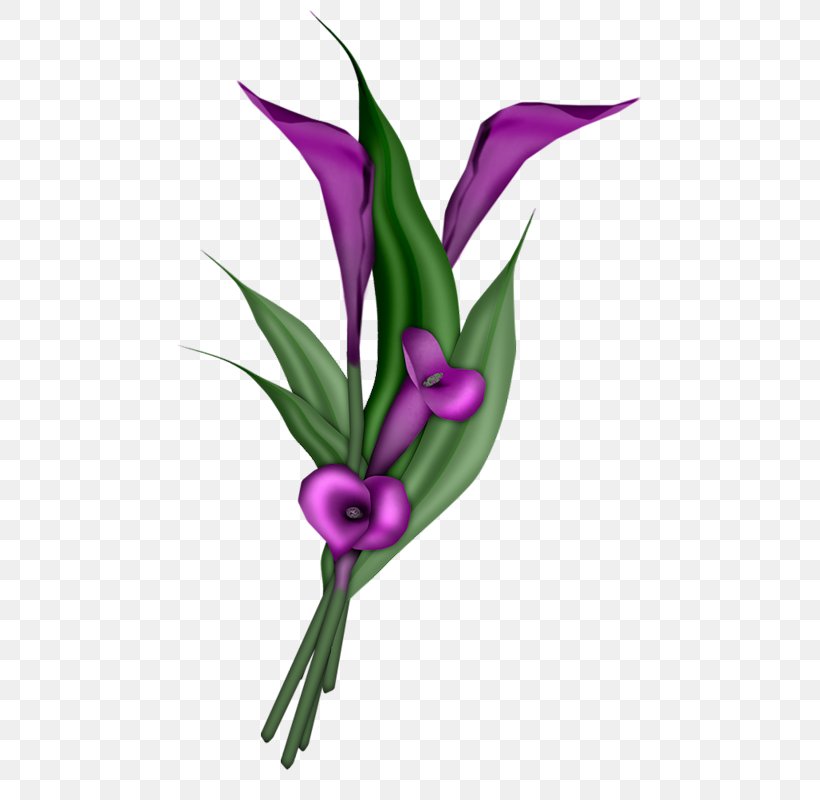 Flower Arum-lily Clip Art, PNG, 520x800px, Flower, Arum, Arumlily, Blog, Cut Flowers Download Free