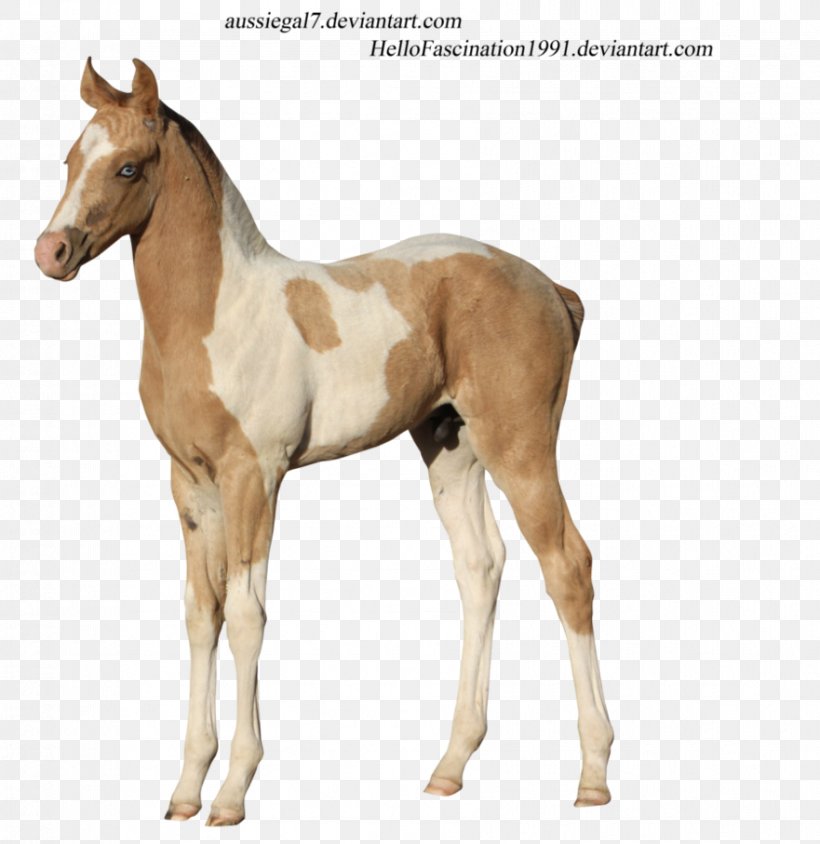 Colt Foal American Paint Horse Stallion Mare, PNG, 881x907px, Colt, American Paint Horse, Art, Bay, Deviantart Download Free