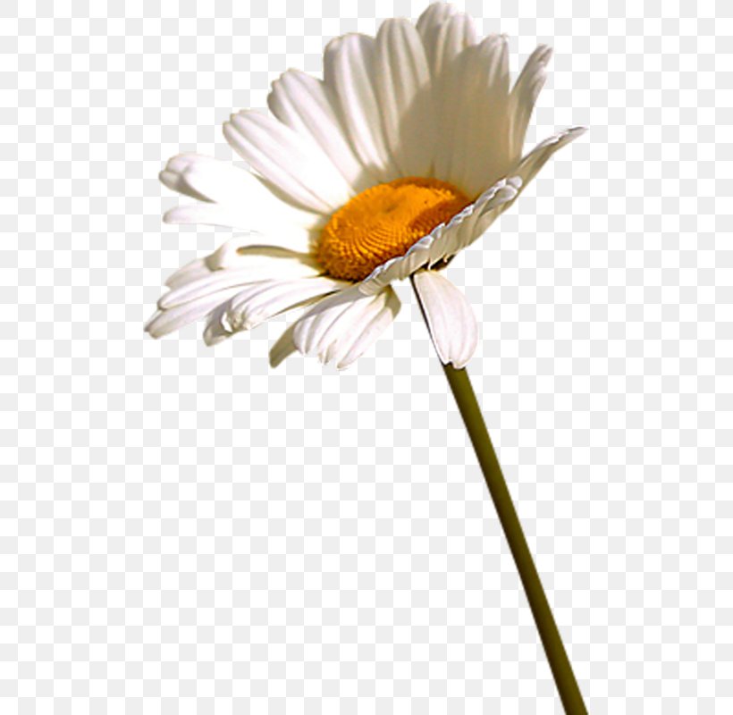 Flower Oxeye Daisy German Chamomile Clip Art, PNG, 505x800px, Flower, Chamomile, Cut Flowers, Daisy, Daisy Family Download Free