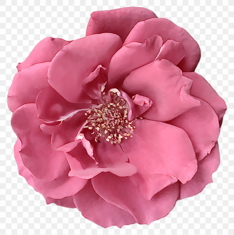 Garden Roses, PNG, 1438x1440px, Garden Roses, Cabbage Rose, Cut Flowers, Floribunda, Flower Download Free