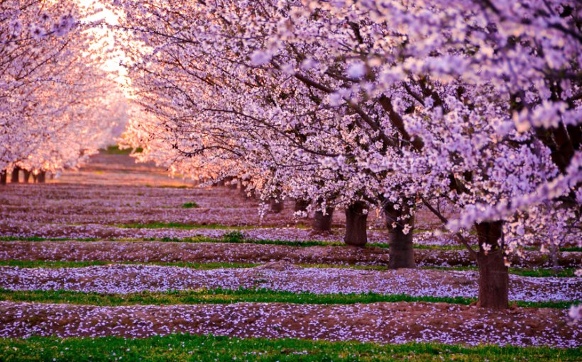 Japan National Cherry Blossom Festival, PNG, 893x557px, Japan, Blossom, Branch, Cherry, Cherry Blossom Download Free