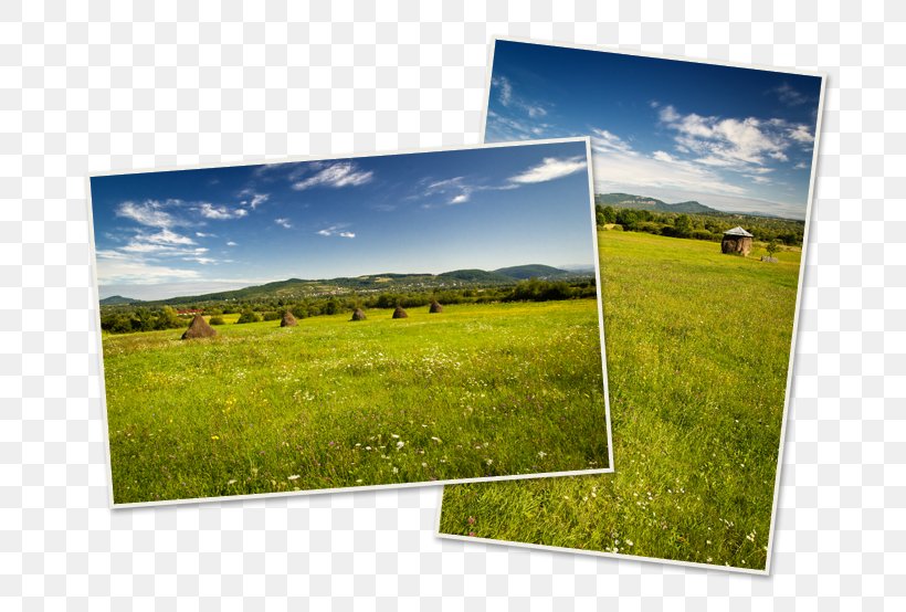 Merry Cemetery Photographic Paper Ecosystem, PNG, 800x554px, Cemetery, Ecosystem, Energy, Farm, Field Download Free