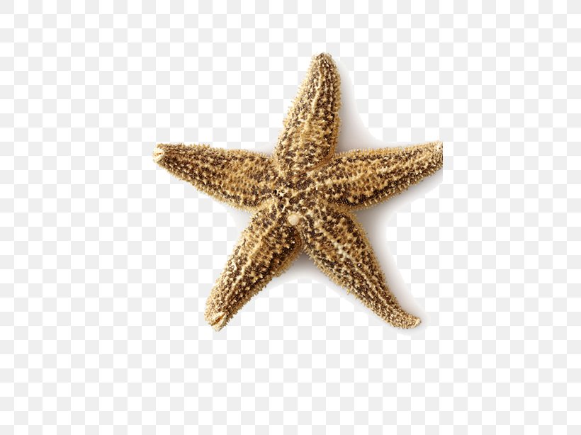 Starfish Seashell Beach Ocean, PNG, 431x614px, Starfish, Beach, Callopatiria Granifera, Echinoderm, Invertebrate Download Free