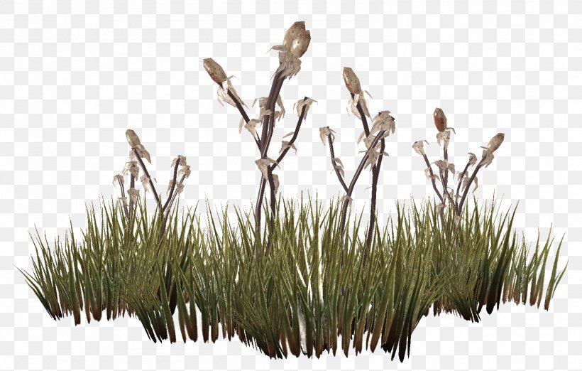 The Elder Scrolls V: Skyrim Lawn Plants Grasses, PNG, 1589x1012px, Elder Scrolls V Skyrim, Branch, Commodity, Curse, Flower Download Free