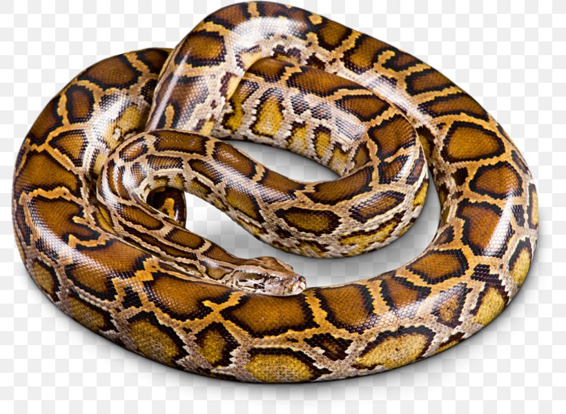 Boa Constrictor Snakes Burmese Python Python Molurus Hognose Snake, PNG, 787x600px, Boa Constrictor, Animal, Boas, Burmese Python, Colubridae Download Free