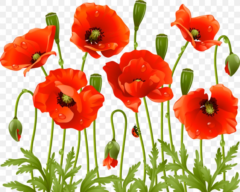 Common Poppy Flower Clip Art, PNG, 1280x1024px, Poppy, Annual Plant, Common Poppy, Coquelicot, Cut Flowers Download Free