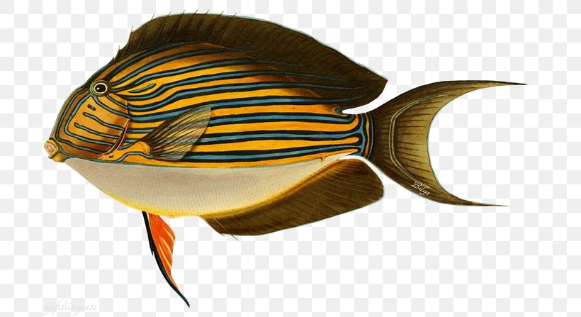 Fishing Baits & Lures Striped Surgeonfish Surf Fishing, PNG, 700x447px, 19th Century, Fishing, Acanthurus, Antique, Blue Tang Download Free