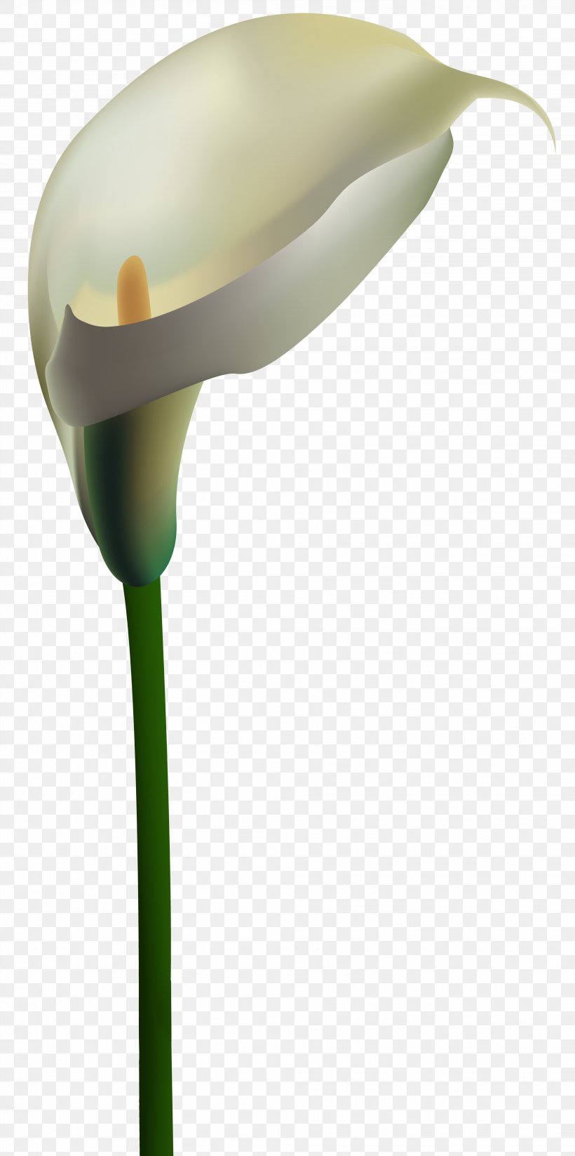 Image File Formats Lossless Compression, PNG, 3985x8000px, Arum Lily, Blog, Calla Lily, Digital Media, Drawing Download Free