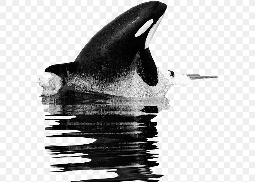 Killer Whale Tilikum United States Food Chain, PNG, 589x584px, Killer Whale, Animal, Beak, Black And White, Blackfish Download Free