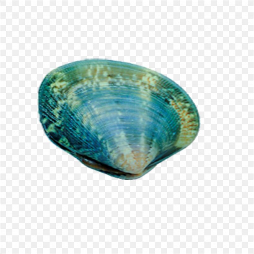 Seafood Seashell Shellfish, PNG, 1773x1773px, Seafood, Aqua, Gemstone, Gratis, Mollusc Shell Download Free