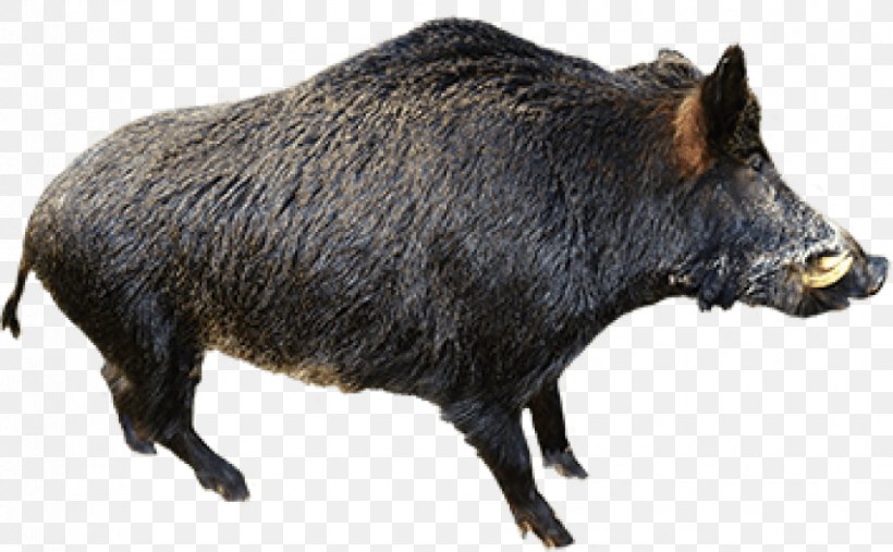 Wild Boar Clip Art Suidae Mammal, PNG, 850x526px, Wild Boar, Animal, Boar Hunting, Fauna, Feral Pig Download Free