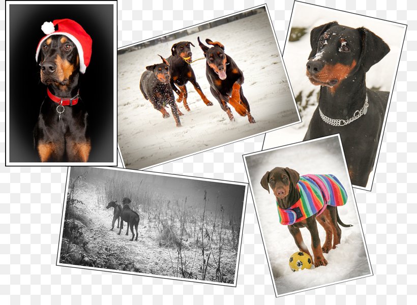 Dog Breed Snout Collage, PNG, 800x600px, Dog Breed, Breed, Carnivoran, Collage, Dog Download Free