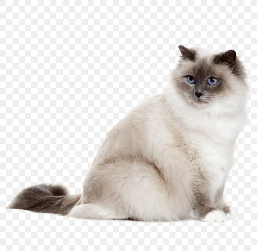 Birman Turkish Angora Sphynx Cat Kitten Ragdoll, PNG, 800x800px, Birman, Asian Semi Longhair, Black Cat, Breed, British Semi Longhair Download Free