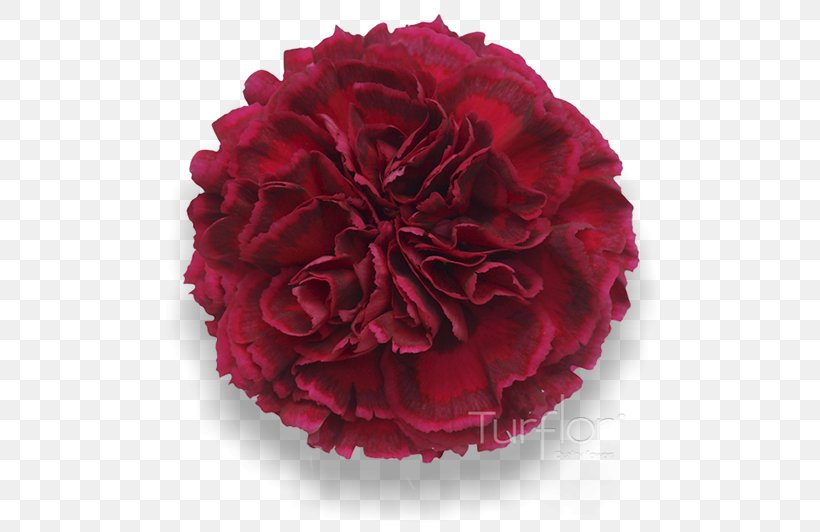 Carnation Garden Roses Cut Flowers Red, PNG, 652x532px, Carnation, Centifolia Roses, Cut Flowers, Flower, Garden Roses Download Free