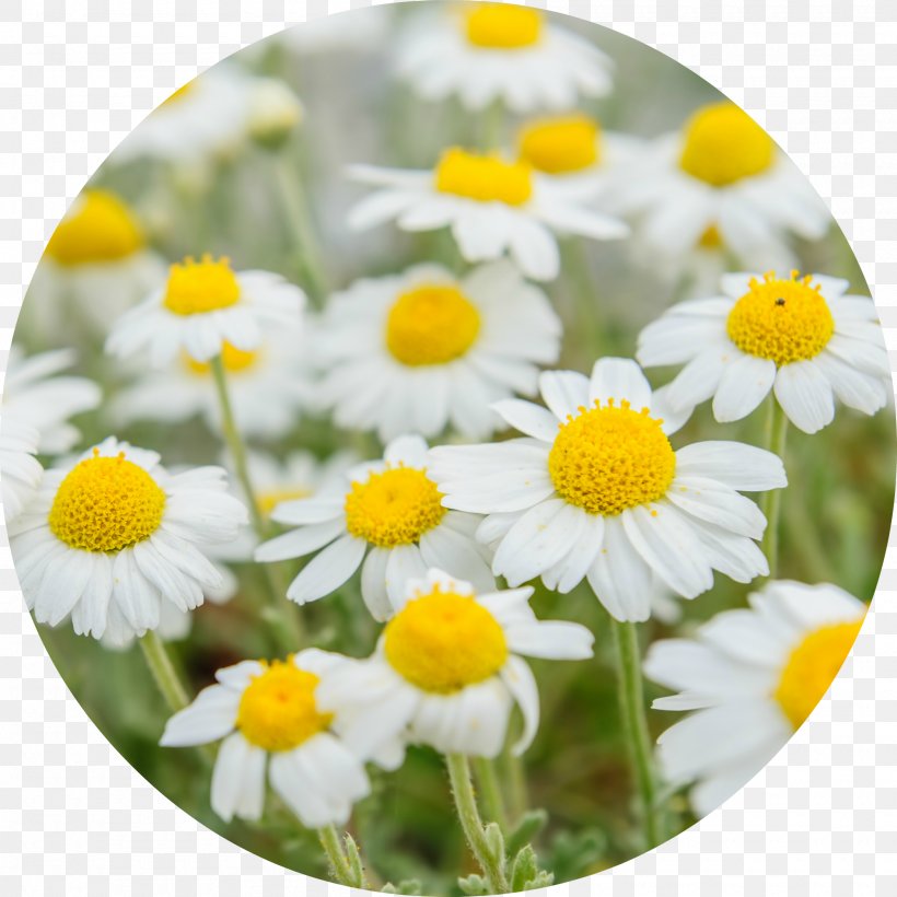 German Chamomile Tea Roman Chamomile Medicinal Plants, PNG, 2000x2000px, German Chamomile, Annual Plant, Chamaemelum Nobile, Chamomile, Daisy Download Free