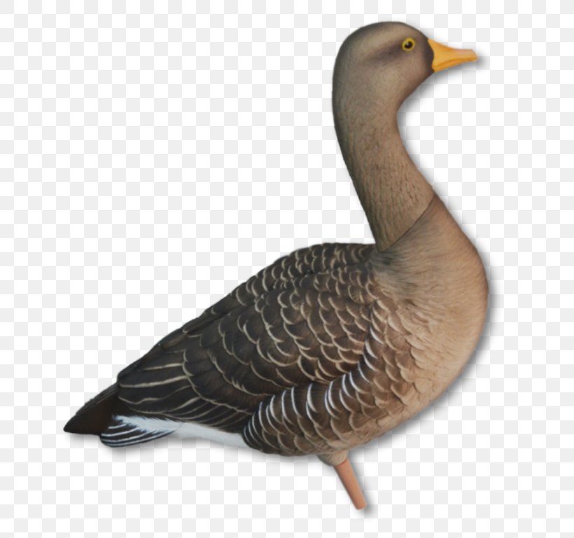 Mallard Duck Greylag Goose Dangate, PNG, 768x768px, Mallard, Anseriformes, Beak, Bird, Canada Goose Download Free