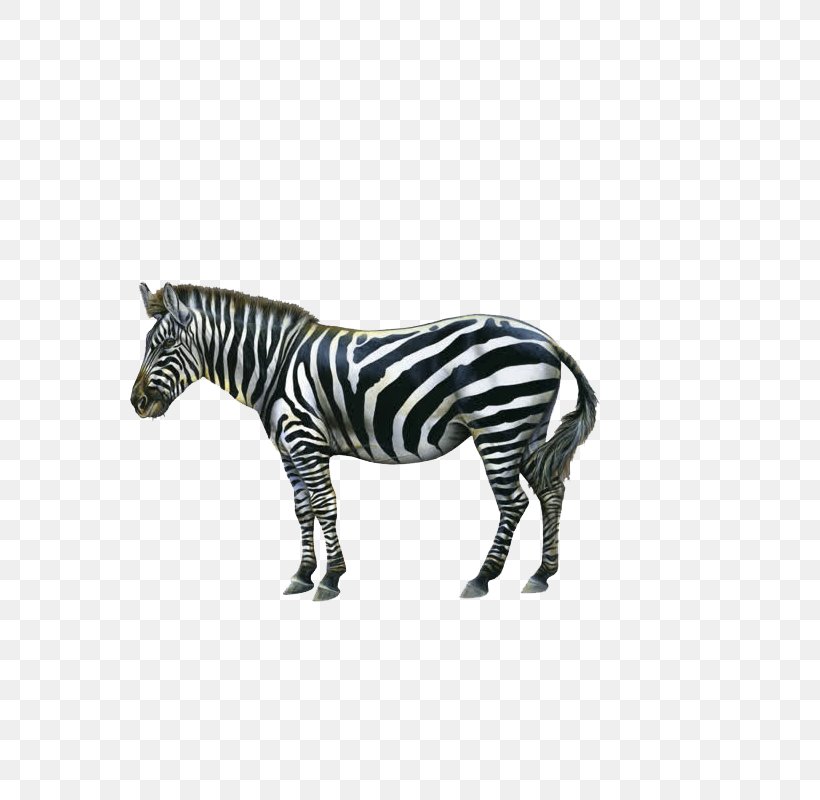 Zebra Icon, PNG, 800x800px, Zebra, Black, Black And White, Grass, Horse Like Mammal Download Free