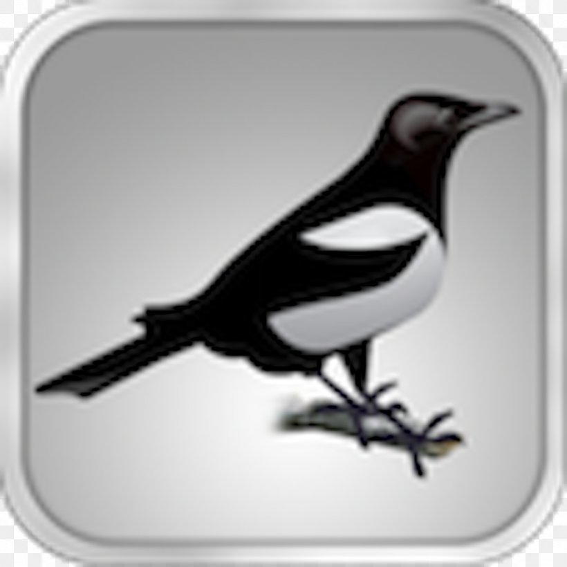Eurasian Magpie White Beak, PNG, 1024x1024px, Eurasian Magpie, Beak, Bird, Black And White, Crow Like Bird Download Free