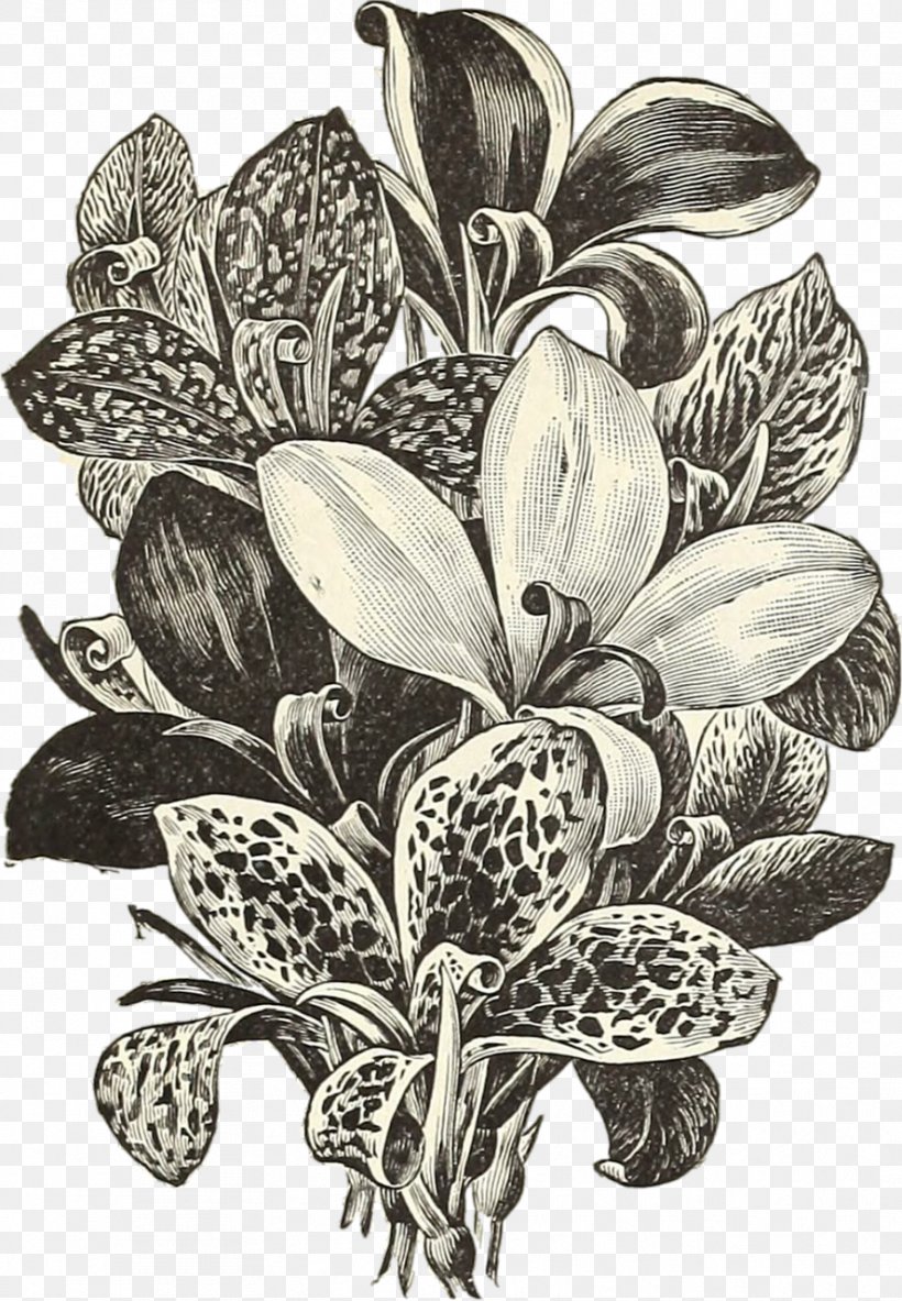 Flower Bouquet Beige Drawing, PNG, 887x1280px, Flower, Beige, Black And White, Botanical Illustration, Drawing Download Free