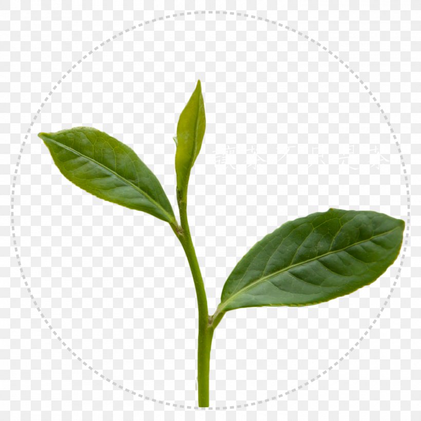 High-mountain Tea 春勇茶王 Green Tea 梨山, PNG, 1500x1500px, Tea, Green Tea, Herb, Highmountain Tea, Leaf Download Free
