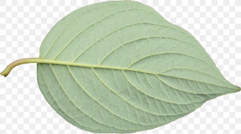 Leaf, PNG, 2709x1506px, Leaf, Plant Download Free