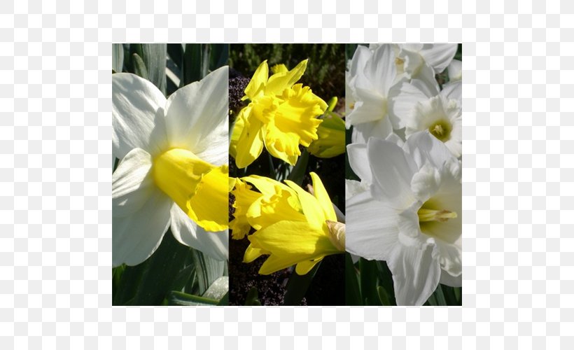 Narcissus Daisy Family Herbaceous Plant Common Daisy, PNG, 500x500px, Narcissus, Amaryllis Family, Common Daisy, Daisy Family, Family Download Free