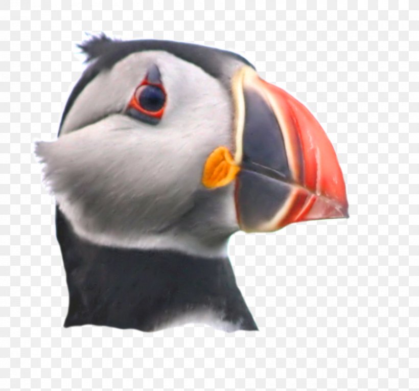 Puffin Beak Snout, PNG, 900x840px, Puffin, Beak, Bird, Seabird, Snout Download Free