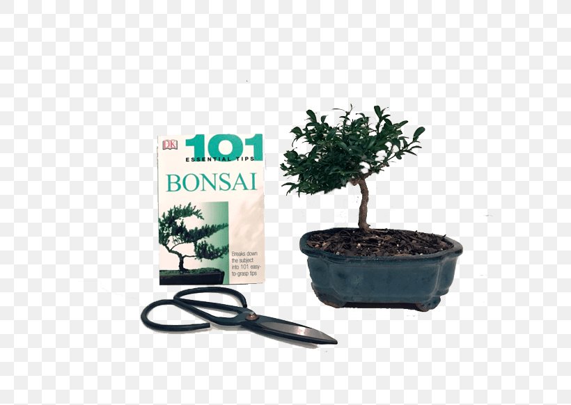 Sageretia Theezans 101 Essential Tips Bonsai Flowerpot Bonsai: 101 Essential Tips, PNG, 600x582px, Sageretia Theezans, Bonsai, Butterfly, Flowerpot, Harry Tomlinson Download Free