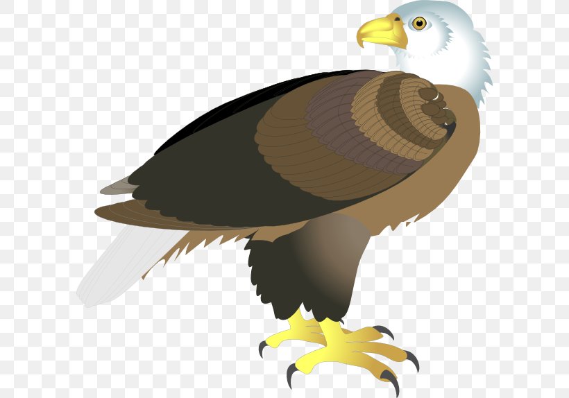 Bald Eagle Clip Art, PNG, 600x574px, Bald Eagle, Accipitriformes, Beak, Bird, Bird Of Prey Download Free