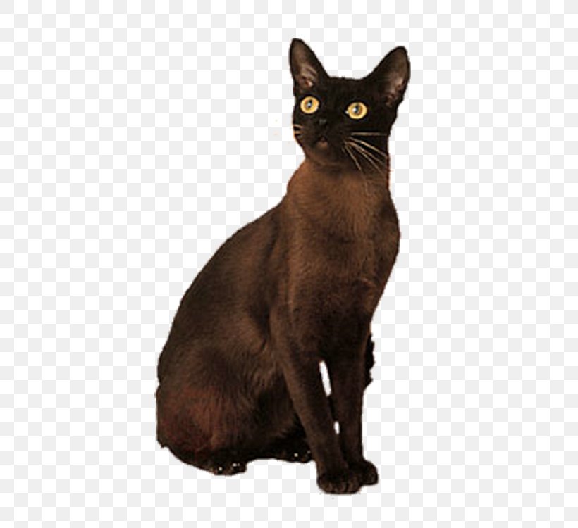 Bombay Cat Korat German Rex Domestic Short-haired Cat Black Cat, PNG, 750x750px, Bombay Cat, Asian, Black Cat, Bombay, Burmese Download Free