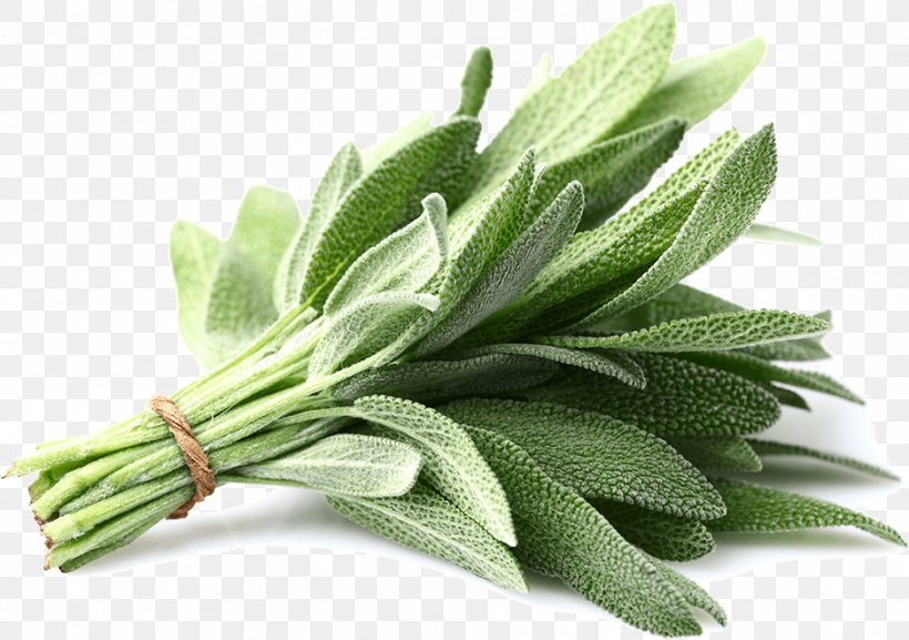 Common Sage Herb Plant Parsley Spice, PNG, 937x660px, Common Sage, Basil, Camellia Sinensis, Extract, Grass Download Free