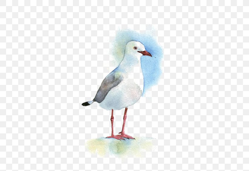 Gulls Bird Watercolor Painting Drawing, PNG, 564x564px, Gulls, Acrylic Painting Techniques, Art, Artist, Beak Download Free