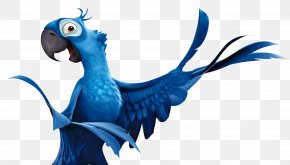 Parrot - Parrot Blu Bird Rio De Janeiro Hyacinth Macaw PNG